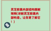 灵芝胶囊内部结构图解视频(详解灵芝胶囊内部构造，让你更了解它！)