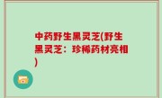 中药野生黑灵芝(野生黑灵芝：珍稀药材亮相)