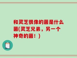 和灵芝很像的菌是什么菌(灵芝兄弟，另一个神奇的菌！)