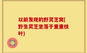 以前发现的野灵芝窝(野生灵芝坐落于重重枝叶)