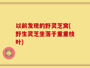 以前发现的野灵芝窝(野生灵芝坐落于重重枝叶)