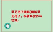 灵芝孢子图解(图解灵芝孢子，科普其营养与功效)