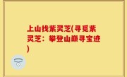 上山找紫灵芝(寻觅紫灵芝：攀登山巅寻宝迹)