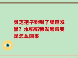 灵芝孢子粉喝了肠道发黑？水稻稻穗发黑霉变是怎么回事