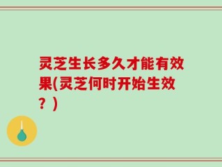 灵芝生长多久才能有效果(灵芝何时开始生效？)