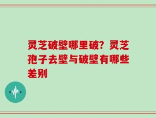 灵芝破壁哪里破？灵芝孢子去壁与破壁有哪些差别