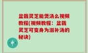 盆栽灵芝能煲汤么视频教程(视频教程：盆栽灵芝可变身为滋补汤的秘诀)