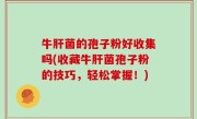 牛肝菌的孢子粉好收集吗(收藏牛肝菌孢子粉的技巧，轻松掌握！)