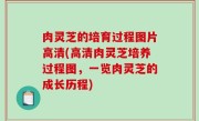 肉灵芝的培育过程图片高清(高清肉灵芝培养过程图，一览肉灵芝的成长历程)
