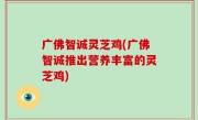 广佛智诚灵芝鸡(广佛智诚推出营养丰富的灵芝鸡)