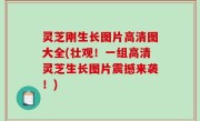 灵芝刚生长图片高清图大全(壮观！一组高清灵芝生长图片震撼来袭！)