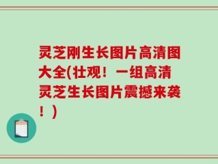 灵芝刚生长图片高清图大全(壮观！一组高清灵芝生长图片震撼来袭！)
