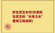 野生灵芝木杆(珍贵野生灵芝的“长寿之木”重现江南湖岸)