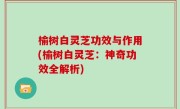 榆树白灵芝功效与作用(榆树白灵芝：神奇功效全解析)