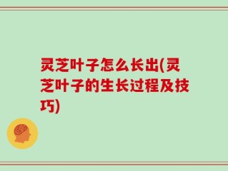 灵芝叶子怎么长出(灵芝叶子的生长过程及技巧)