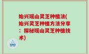 始兴瑶山灵芝种植法(始兴灵芝种植方法分享：探秘瑶山灵芝种植技术)
