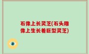 石像上长灵芝(石头雕像上生长着巨型灵芝)