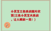 小灵芝三色挑战图片欣赏(三色小灵芝大挑战，让人眼前一亮！)