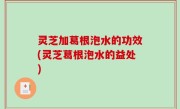 灵芝加葛根泡水的功效(灵芝葛根泡水的益处)