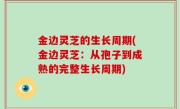 金边灵芝的生长周期(金边灵芝：从孢子到成熟的完整生长周期)