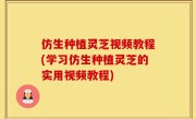 仿生种植灵芝视频教程(学习仿生种植灵芝的实用视频教程)