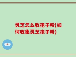 灵芝怎么收孢子粉(如何收集灵芝孢子粉)
