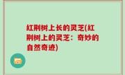 红荆树上长的灵芝(红荆树上的灵芝：奇妙的自然奇迹)