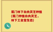 厦门林下白肉灵芝种植(厦门种植白肉灵芝，林下工业变生态)