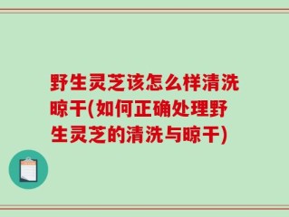 野生灵芝该怎么样清洗晾干(如何正确处理野生灵芝的清洗与晾干)