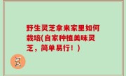野生灵芝拿来家里如何栽培(自家种植美味灵芝，简单易行！)