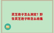 灵芝孢子怎么测定？野生灵芝孢子粉怎么收集