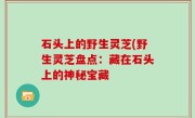 石头上的野生灵芝(野生灵芝盘点：藏在石头上的神秘宝藏