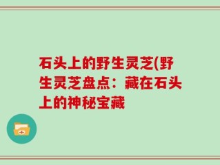 石头上的野生灵芝(野生灵芝盘点：藏在石头上的神秘宝藏