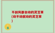 不刮风都会动的灵芝草(动不动就动的灵芝草)
