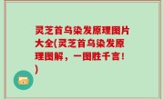 灵芝首乌染发原理图片大全(灵芝首乌染发原理图解，一图胜千言！)