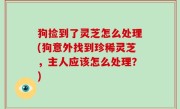 狗捡到了灵芝怎么处理(狗意外找到珍稀灵芝，主人应该怎么处理？)