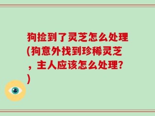 狗捡到了灵芝怎么处理(狗意外找到珍稀灵芝，主人应该怎么处理？)