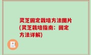 灵芝固定栽培方法图片(灵芝栽培指南：固定方法详解)