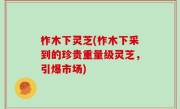 柞木下灵芝(柞木下采到的珍贵重量级灵芝，引爆市场)