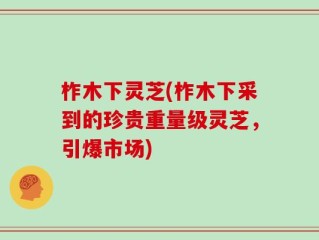 柞木下灵芝(柞木下采到的珍贵重量级灵芝，引爆市场)
