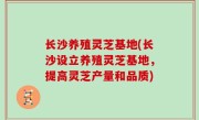 长沙养殖灵芝基地(长沙设立养殖灵芝基地，提高灵芝产量和品质)