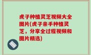 虎子种植灵芝视频大全图片(虎子亲手种植灵芝，分享全过程视频和图片精选)
