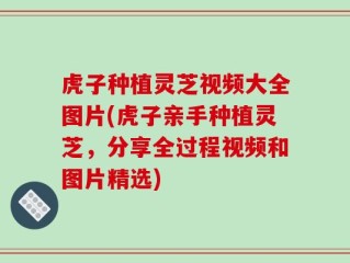 虎子种植灵芝视频大全图片(虎子亲手种植灵芝，分享全过程视频和图片精选)