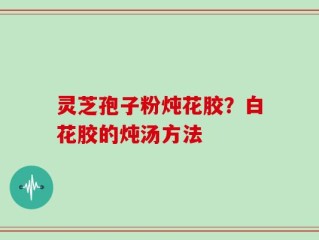 灵芝孢子粉炖花胶？白花胶的炖汤方法