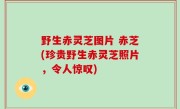 野生赤灵芝图片 赤芝(珍贵野生赤灵芝照片，令人惊叹)