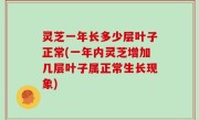 灵芝一年长多少层叶子正常(一年内灵芝增加几层叶子属正常生长现象)