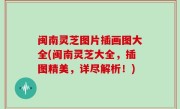 闽南灵芝图片插画图大全(闽南灵芝大全，插图精美，详尽解析！)