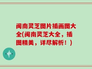 闽南灵芝图片插画图大全(闽南灵芝大全，插图精美，详尽解析！)
