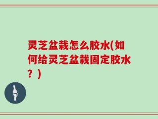 灵芝盆栽怎么胶水(如何给灵芝盆栽固定胶水？)