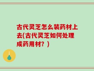 古代灵芝怎么装药材上去(古代灵芝如何处理成药用材？)